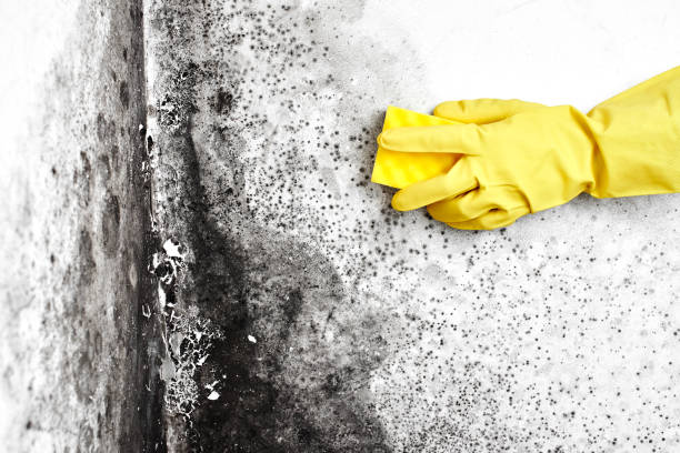 Best Commercial Mold Removal  in Vails Gate, NY