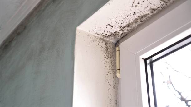 Best Professional Mold Removal  in Vails Gate, NY