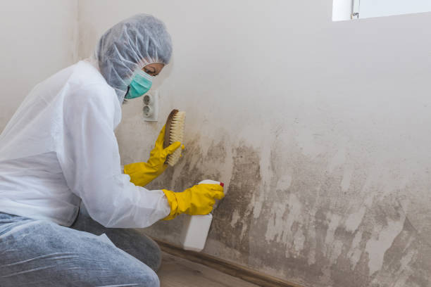 Best Residential Mold Removal  in Vails Gate, NY