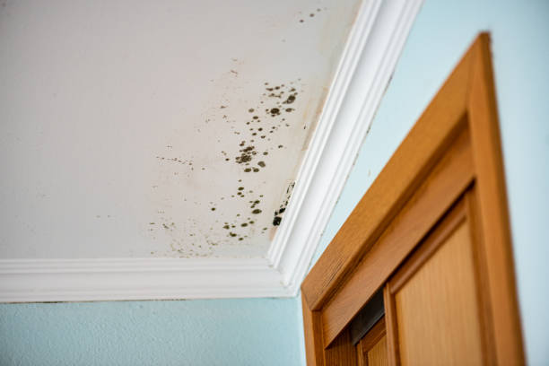 Best Emergency Mold Removal  in Vails Gate, NY