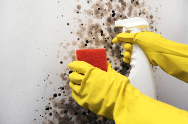 Best Local Mold Removal Service  in Vails Gate, NY